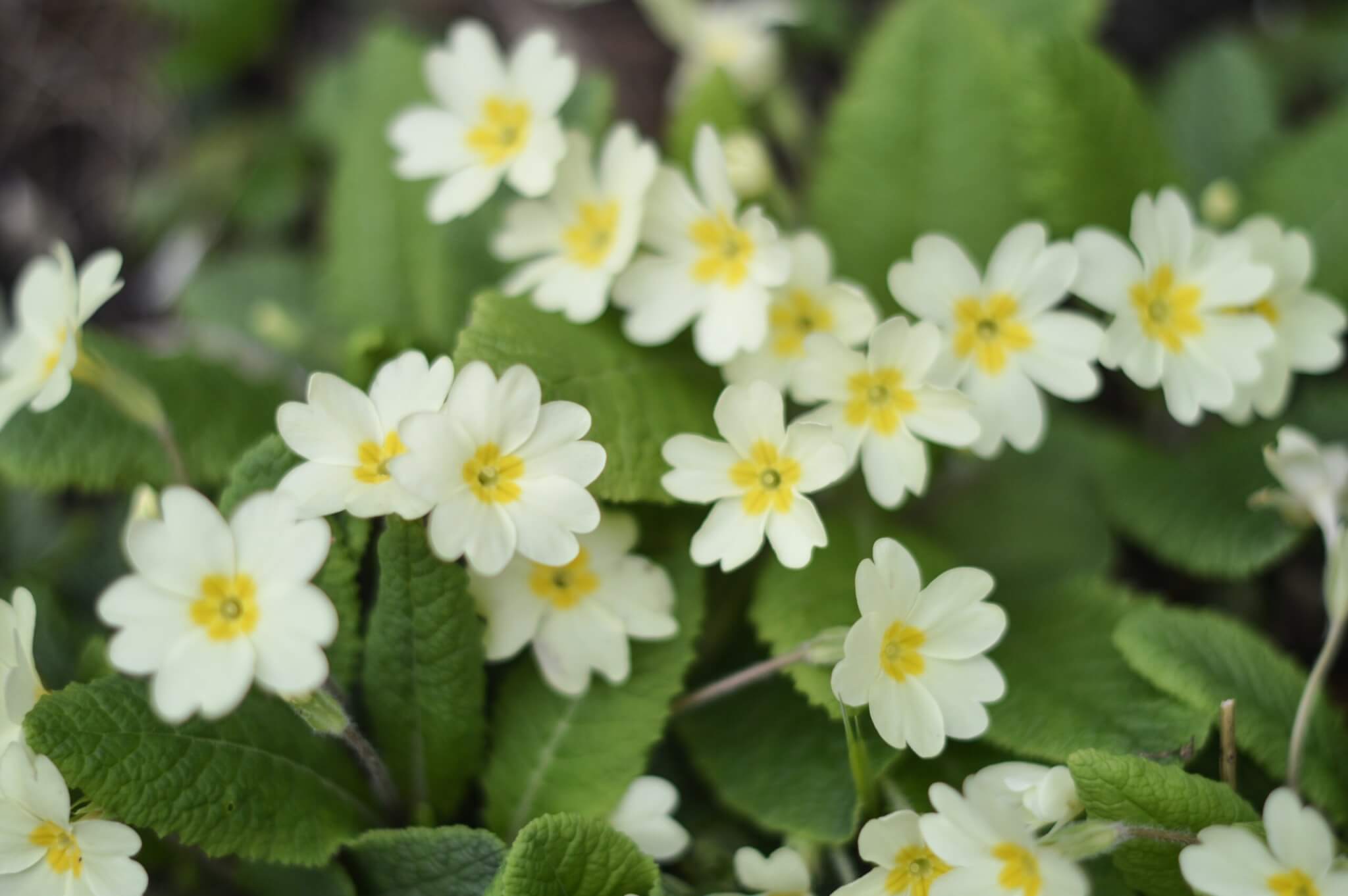Primrose flowers