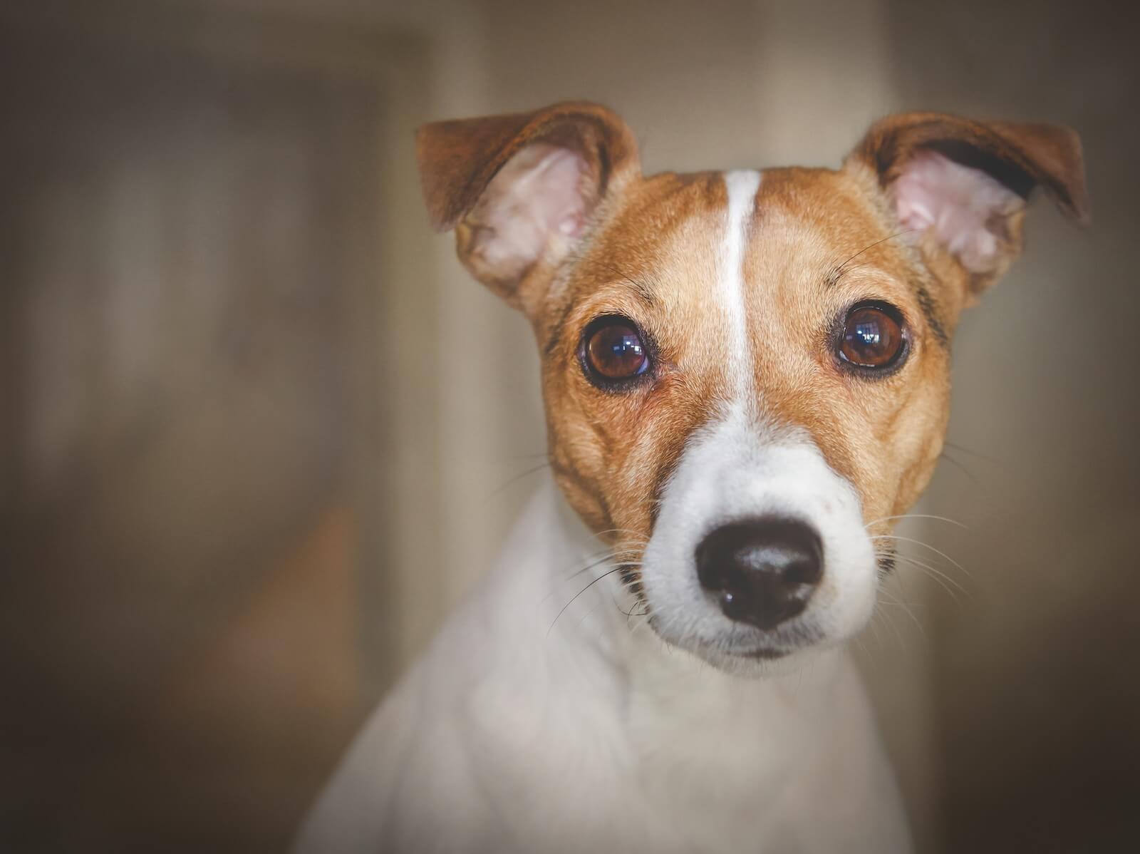 white and brown short coated dog