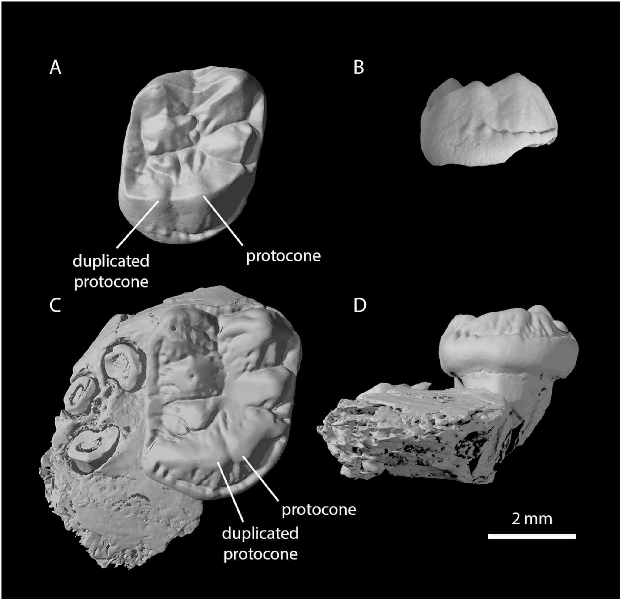 Upper molar morphology in Ekgmowechashaline primates, highlighting similarities and differences between Ekgmowechashala philotau from the Gering Formation, Nebraska, USA, and Palaeohodites naduensis from the Nadu Formation, Baise Basin, Guangxi Zhuang Autonomous Region, China