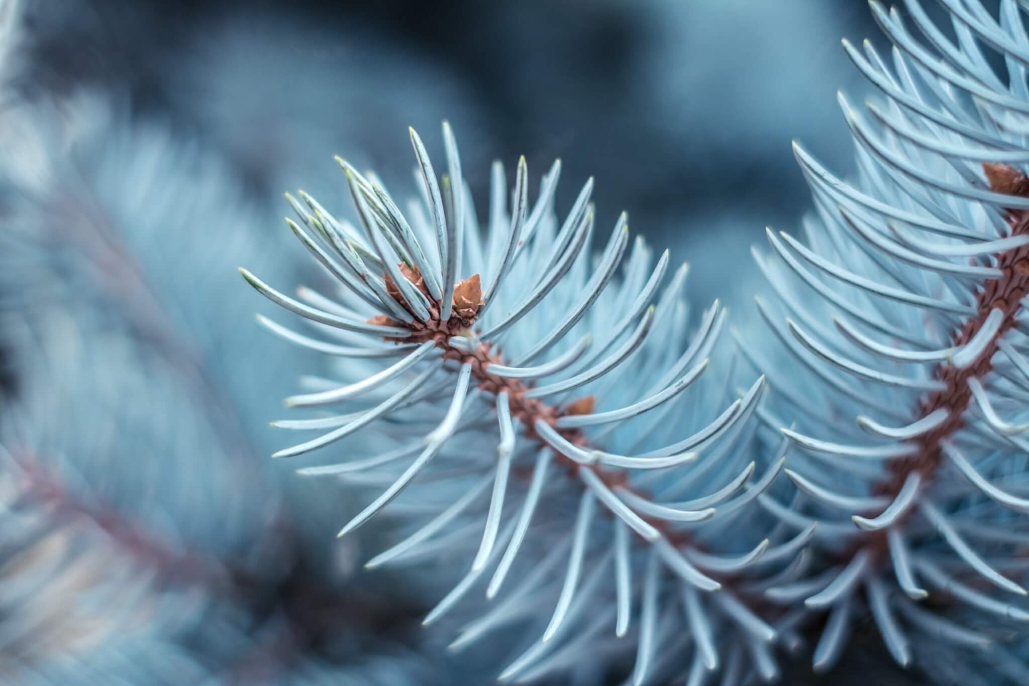Blue spruce needles