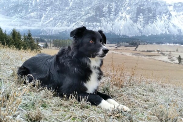 A Border Collie in the mountains