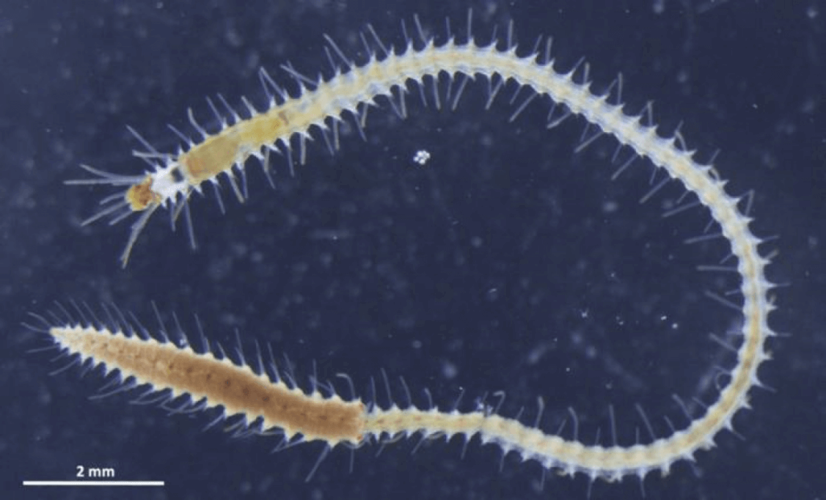 sea worm