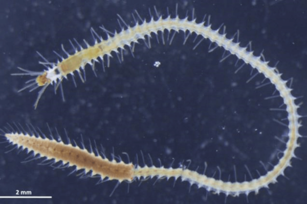 A mature Megasyllis nipponica with a developing female stolon.