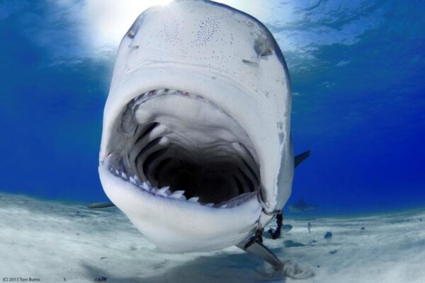 A new study demonstrates that large predatory fishes like sharks, tunas and billfish make a surprising number of visits to the deep ocean—particularly the ocean’s twilight zone, which has been overlooked as critical habitat for large predator species