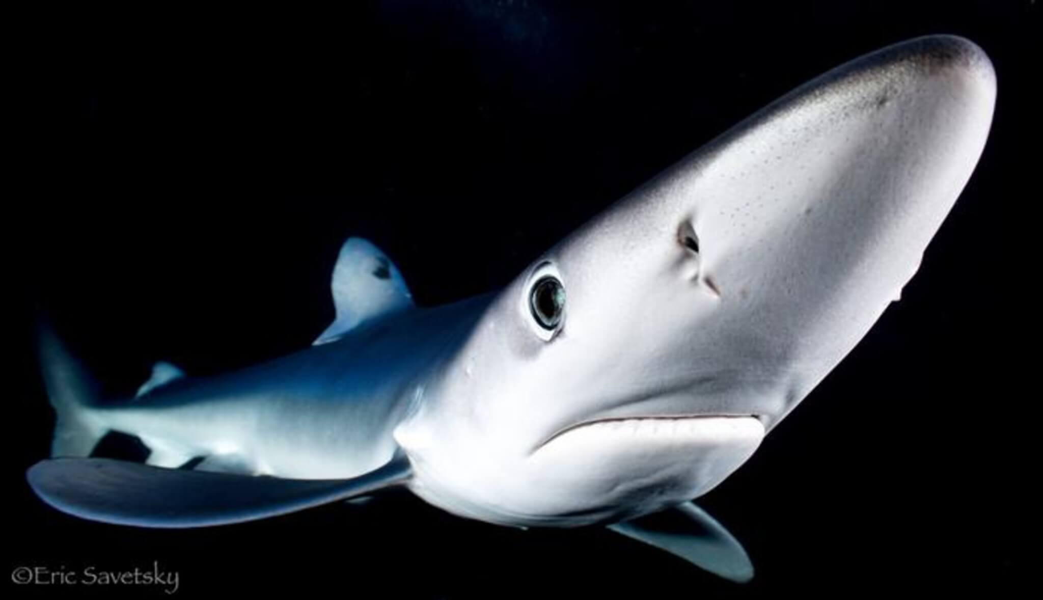 A new study demonstrates that large predatory fishes like sharks, tunas and billfish make a surprising number of visits to the deep ocean—particularly the ocean’s twilight zone, which has been overlooked as critical habitat for large predator species