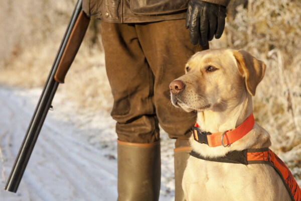 A yellow Labrador Retriever with a hunter