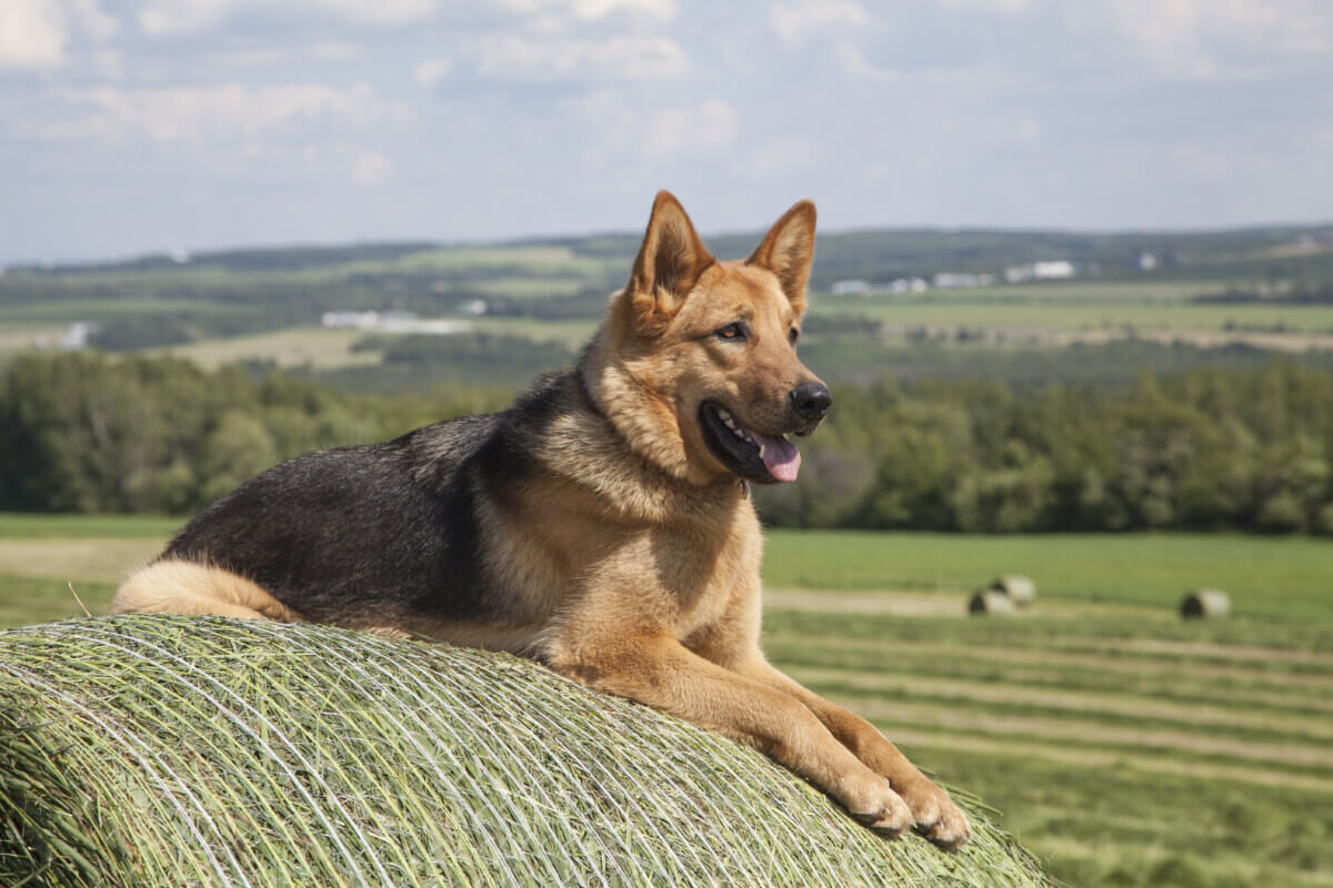 A German Shepherd watching over a farm