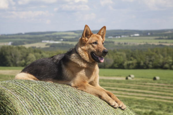 A German Shepherd watching over a farm