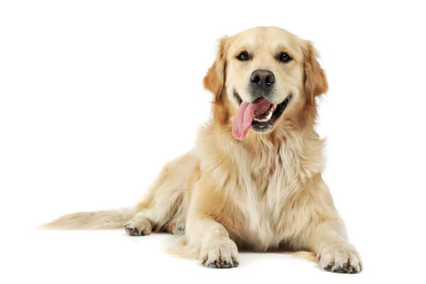 A Golden Retriever with its tongue out