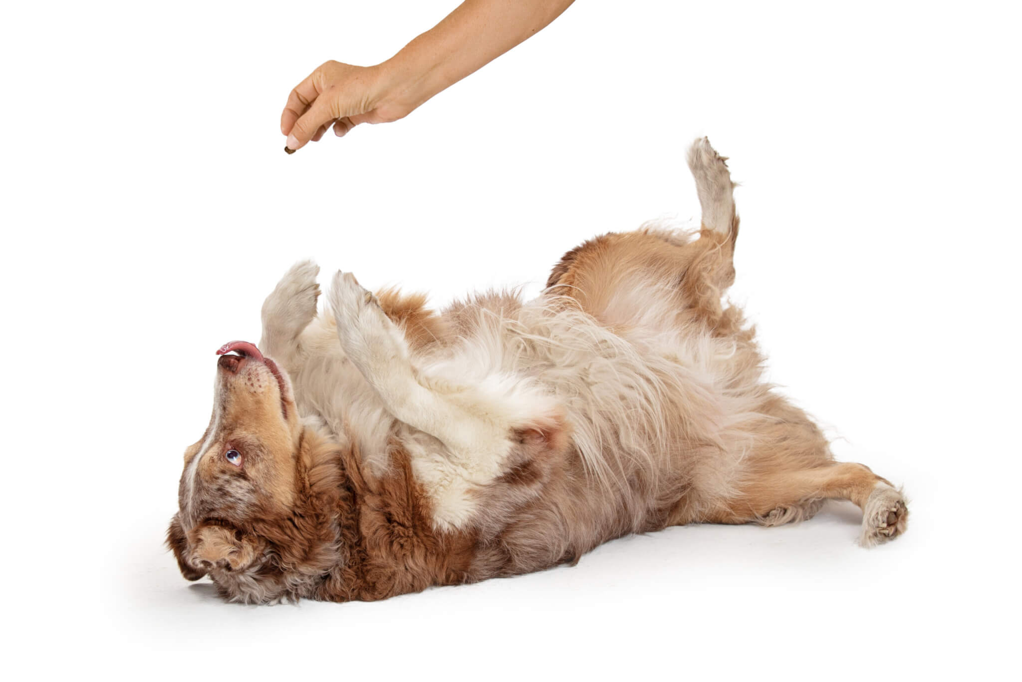 A dog playing dead for a treat
