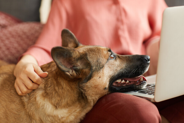 A clingy German Shepherd laying on its owner's lap