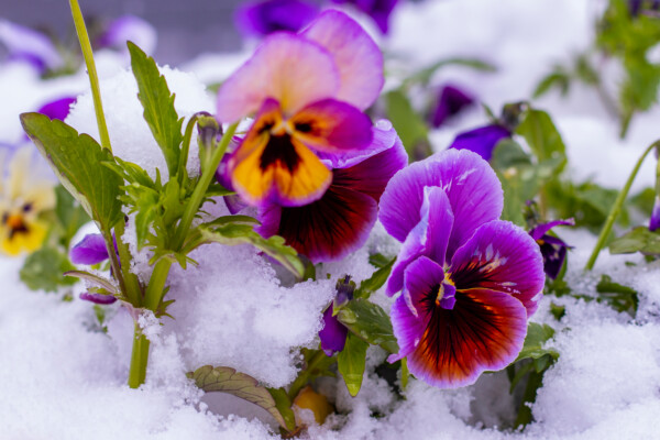 Pansies growing in the snow
