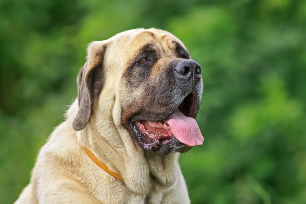 An English Mastiff