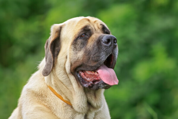 An English Mastiff