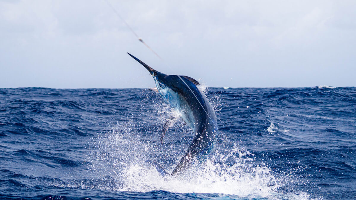 A Black Marlin jumping out of the water