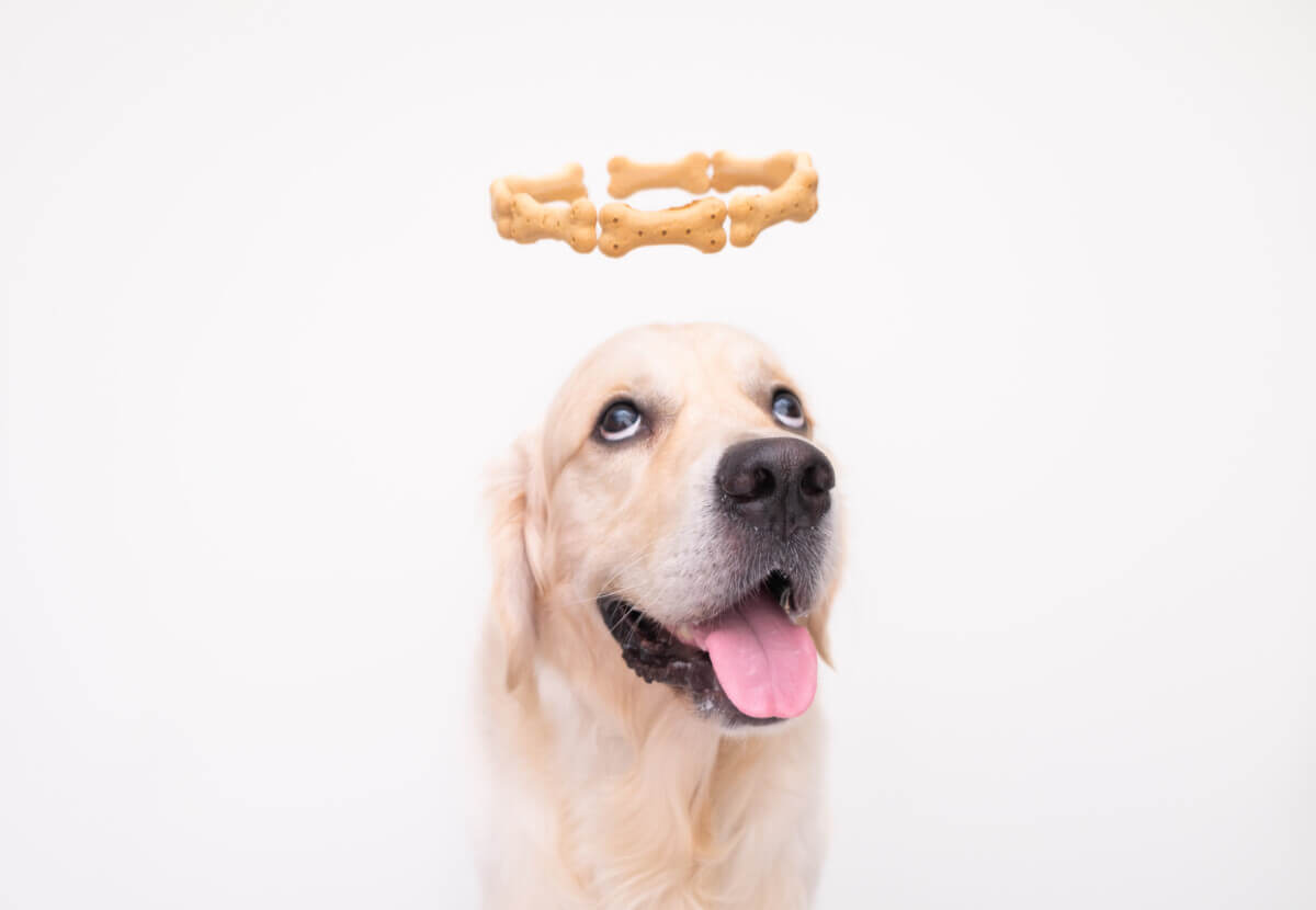 A Golden Retriever with a halo of treats
