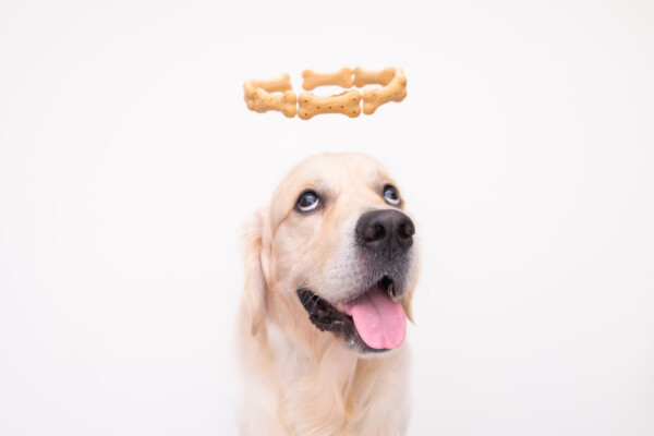 A Golden Retriever with a halo of treats