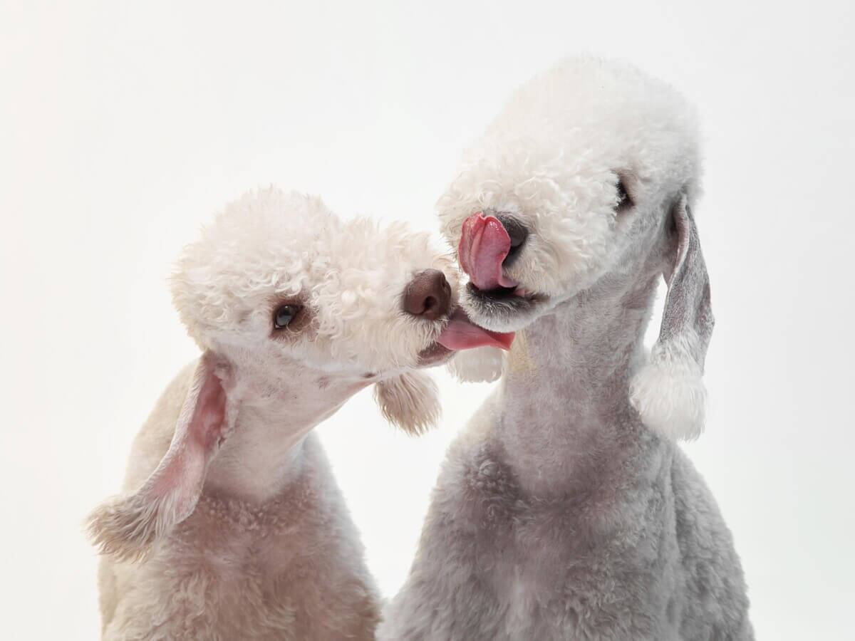 Two Bedlington Terriers