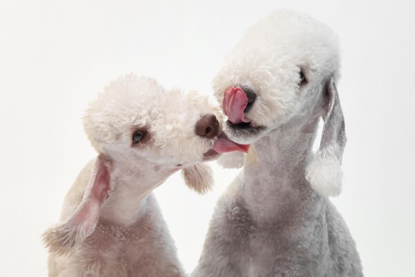 Two Bedlington Terriers licking each other