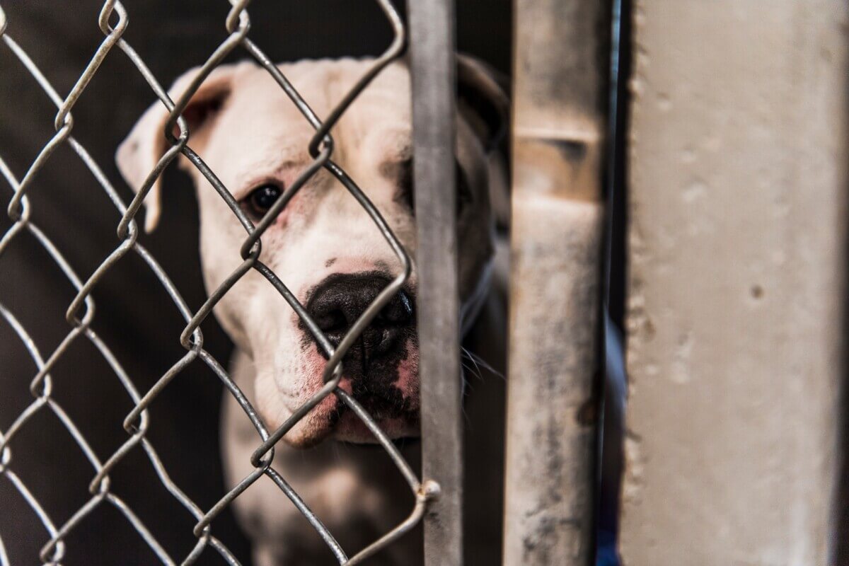 American Bulldog in a dog shelter
