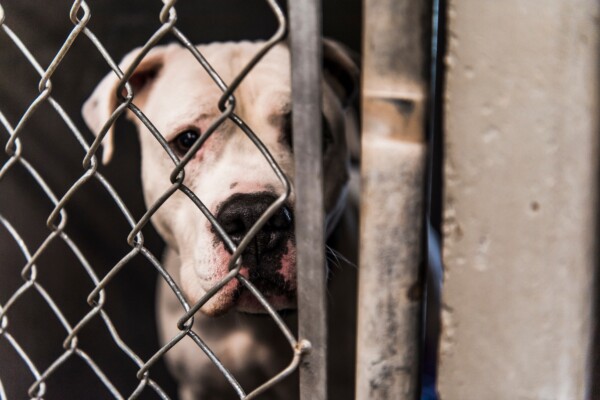 American Bulldog in a dog shelter