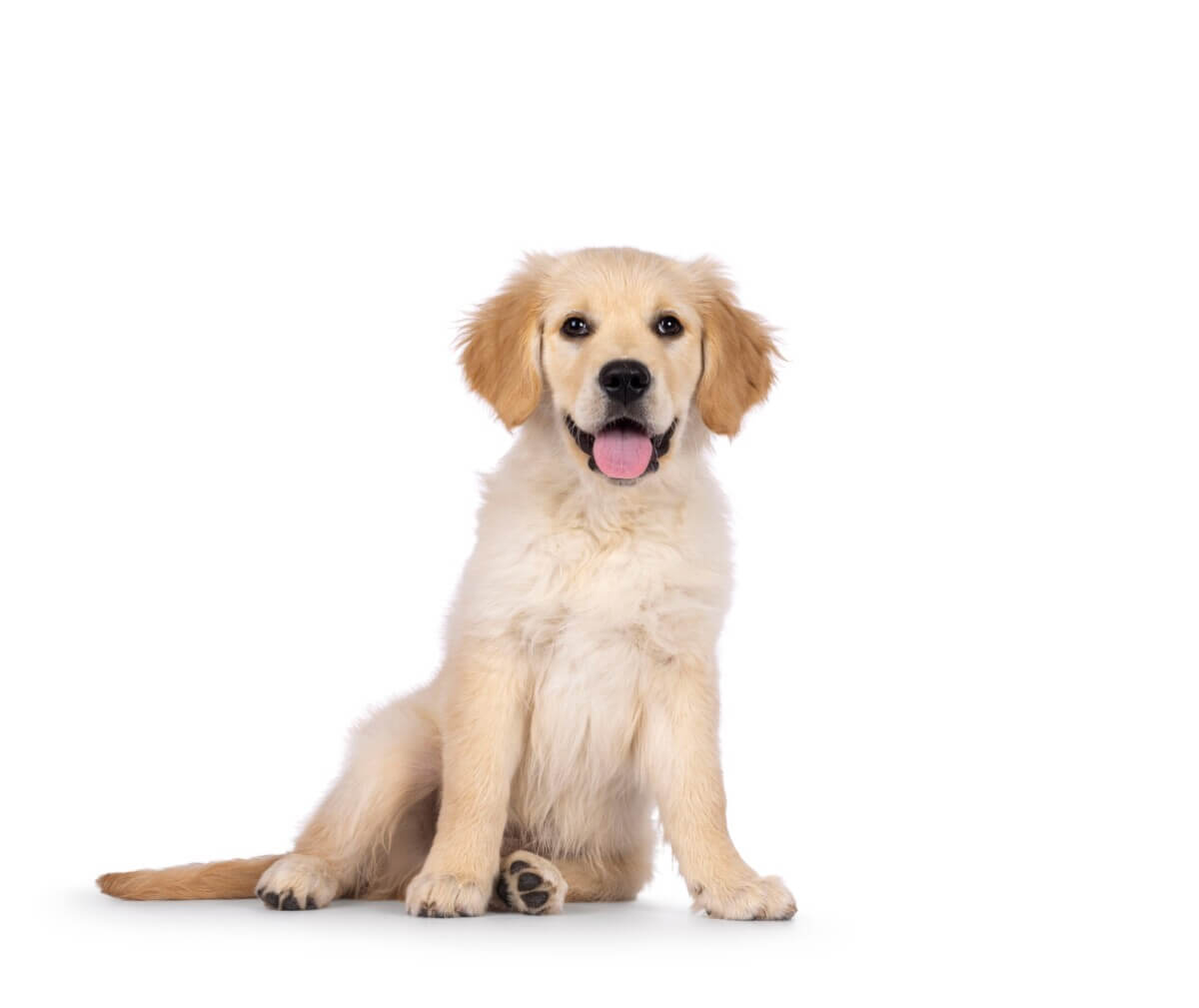 A Golden Retriever puppy