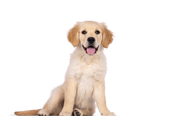 A Golden Retriever puppy