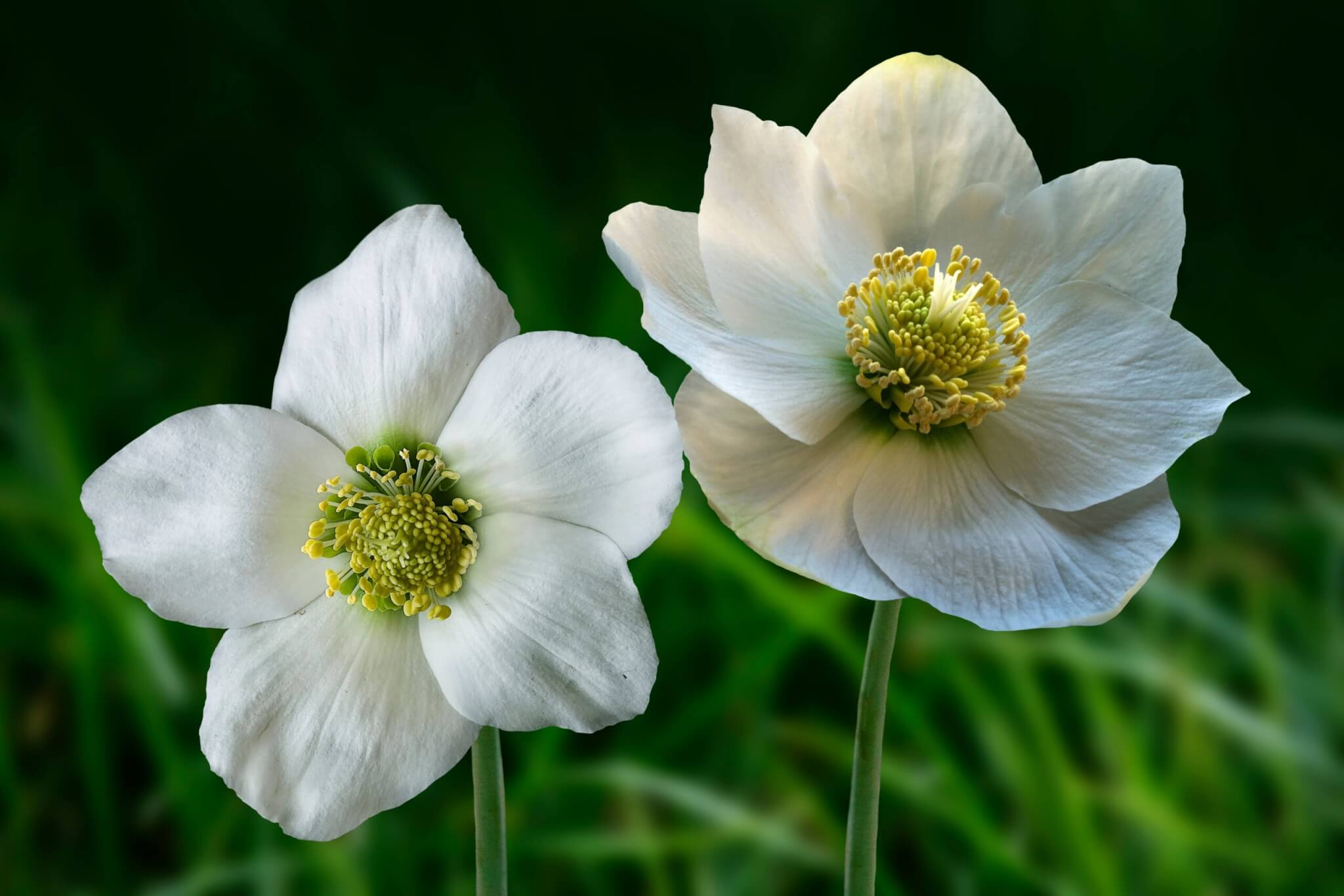 Hellebore, flowers, plants