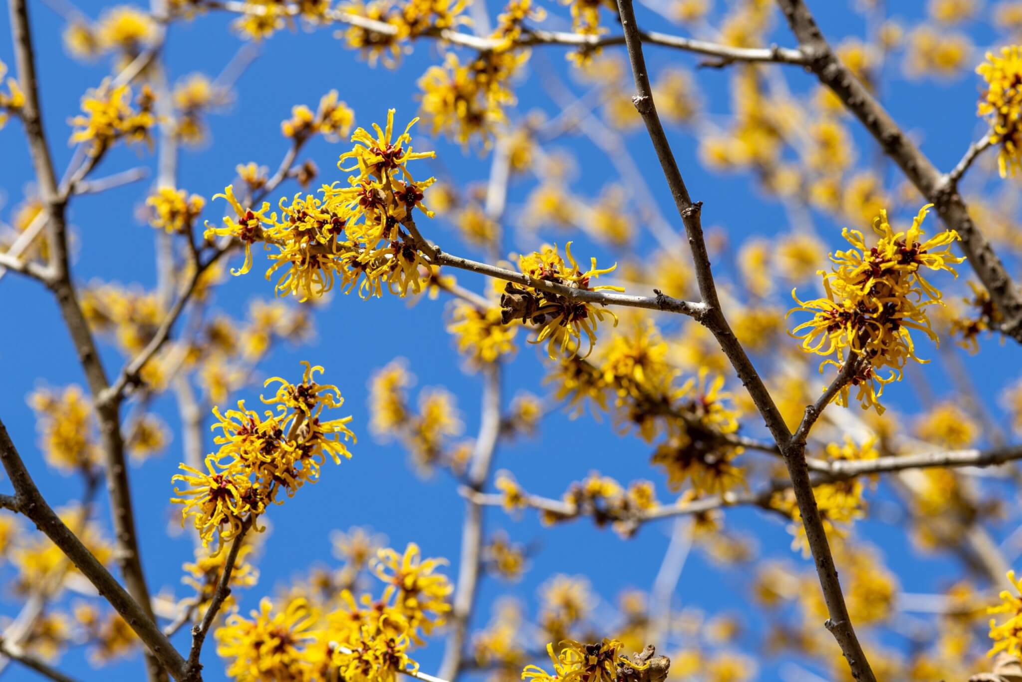 Witch hazel flowers