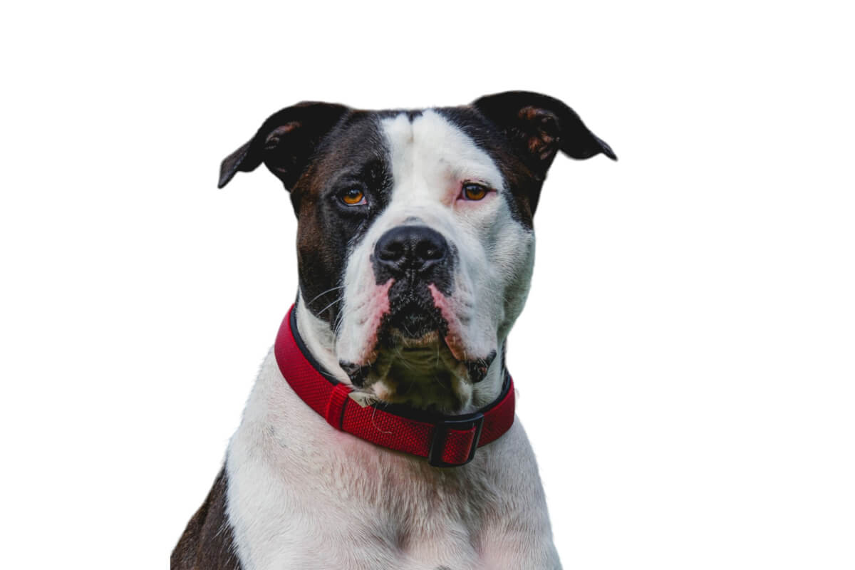 American Bulldog
