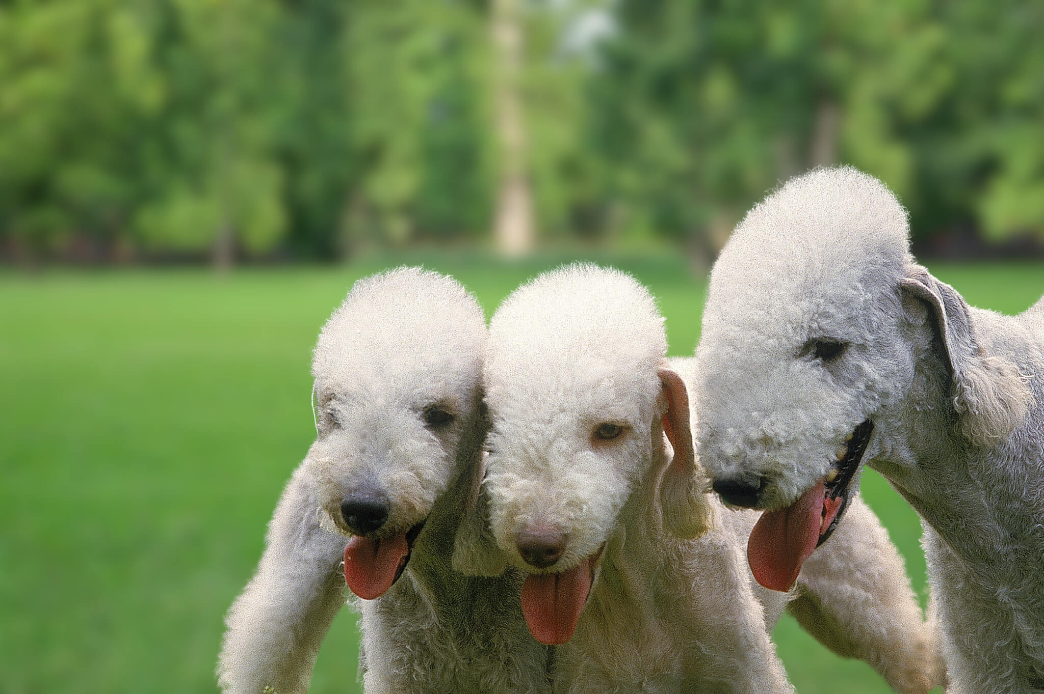 Bedlington Terriers