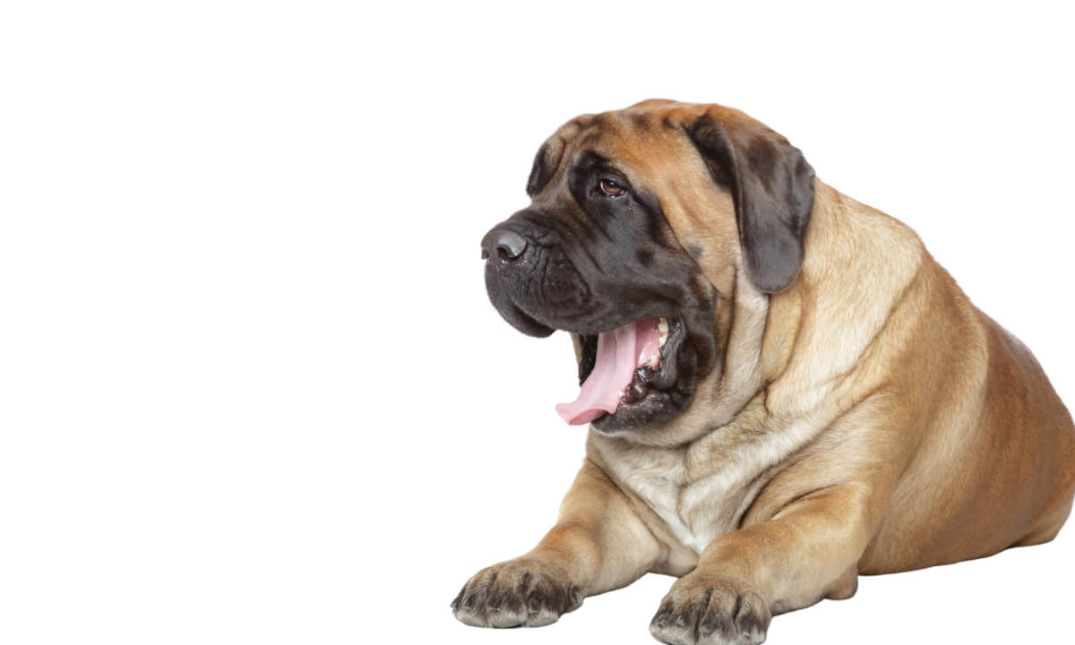 An English Mastiff yawning