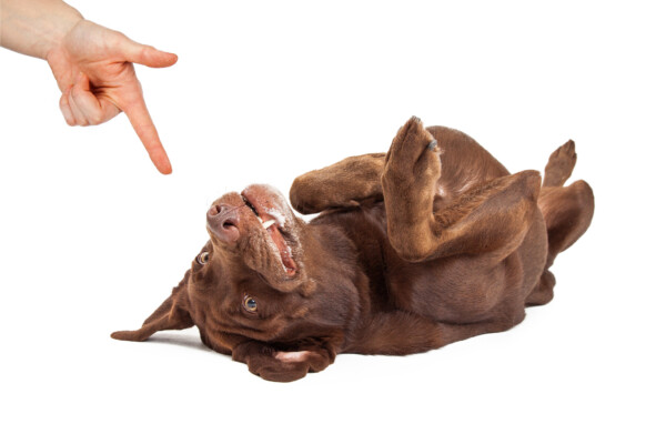 A dog playing dead