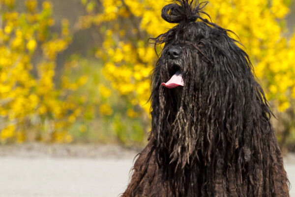 Bergamasco Shepherd