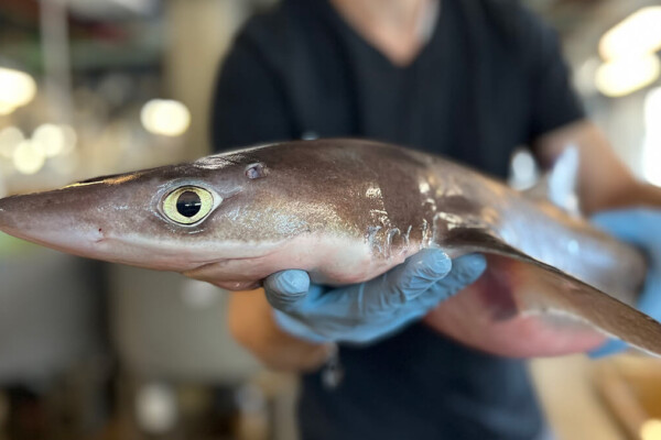 A small shark, the the spiny dogfish (Squalus acanthias), in the MBL Marine Resources Center