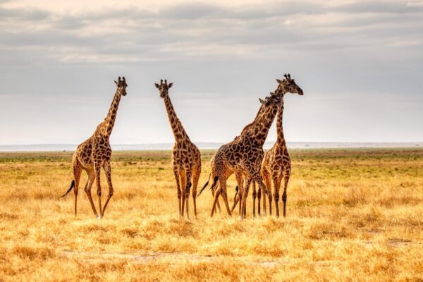 Giraffes' long longs lighten the work load considerably for their hearts.