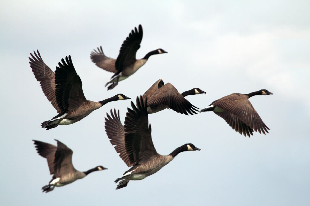 flock of geese