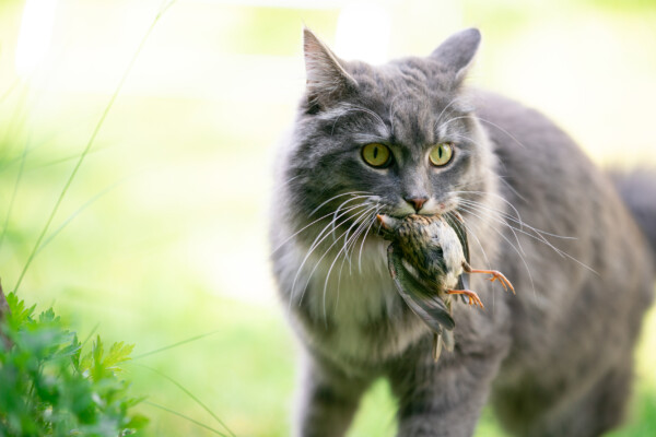 Cat hunting a bird, holding it in its mouth