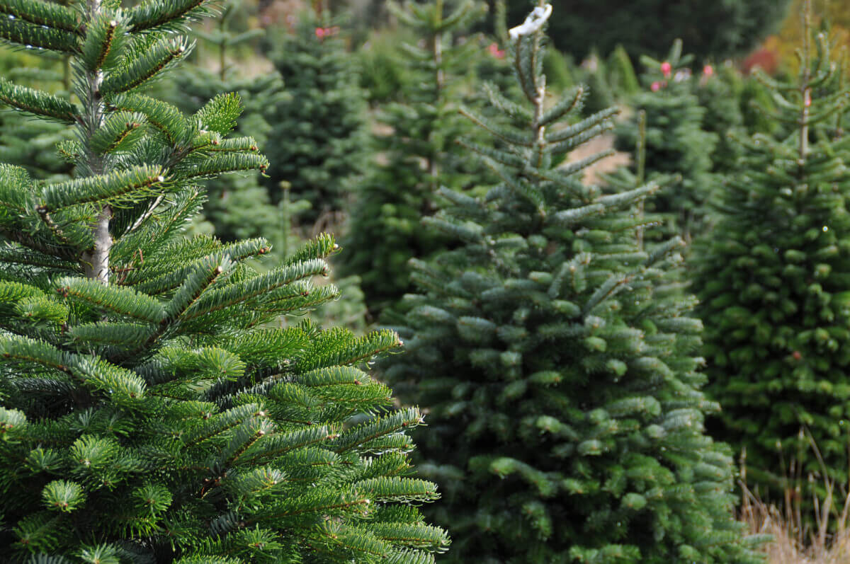 Christmas tree farm