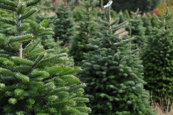 Christmas tree farm