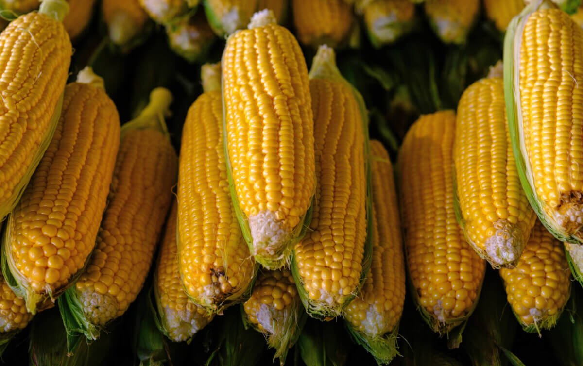 Corn