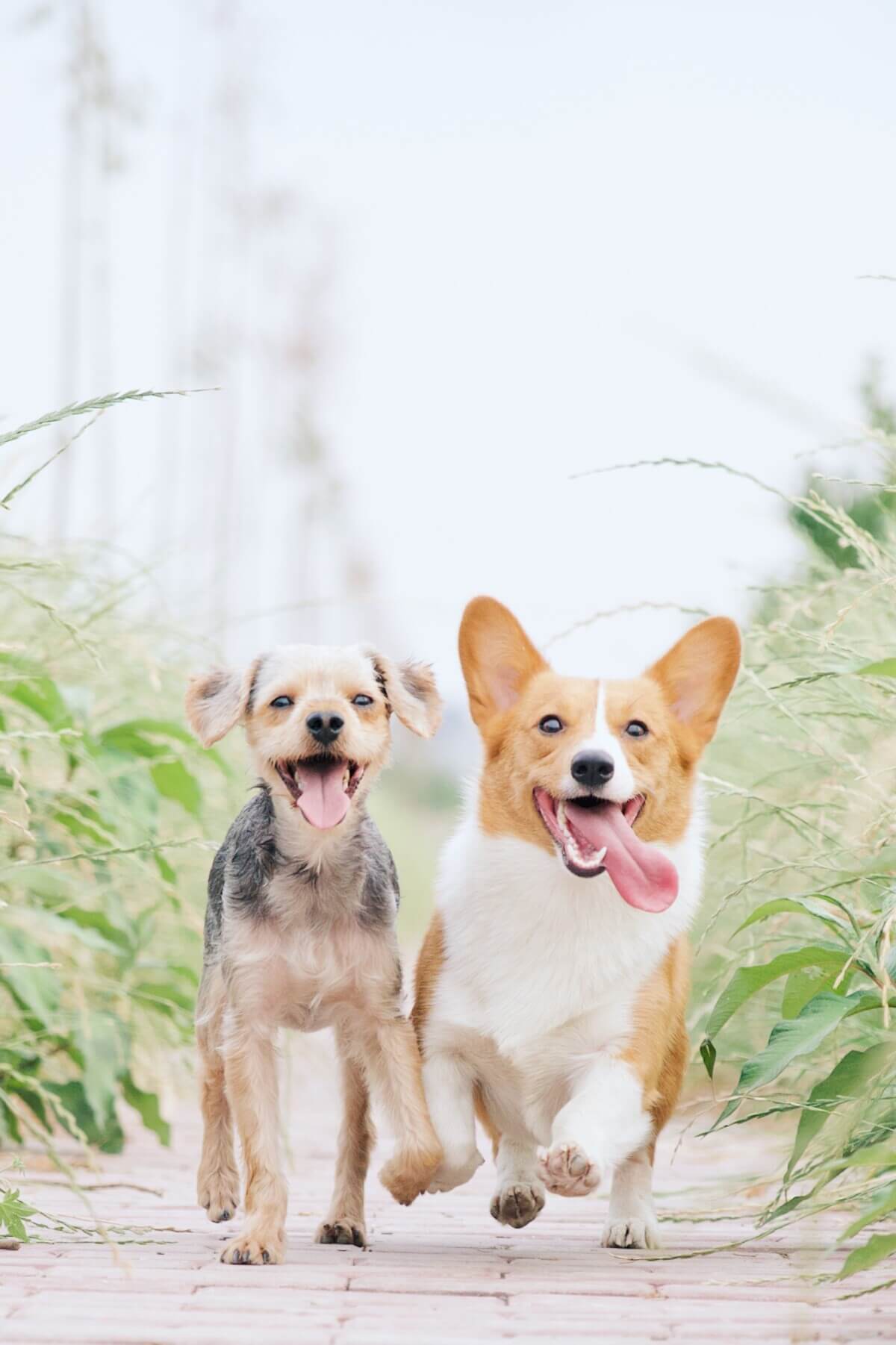 Cute dogs