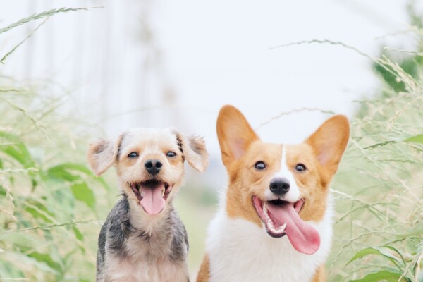 Cute dogs walking together