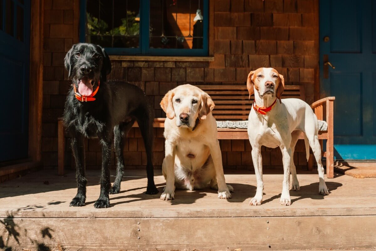 Dogs outside