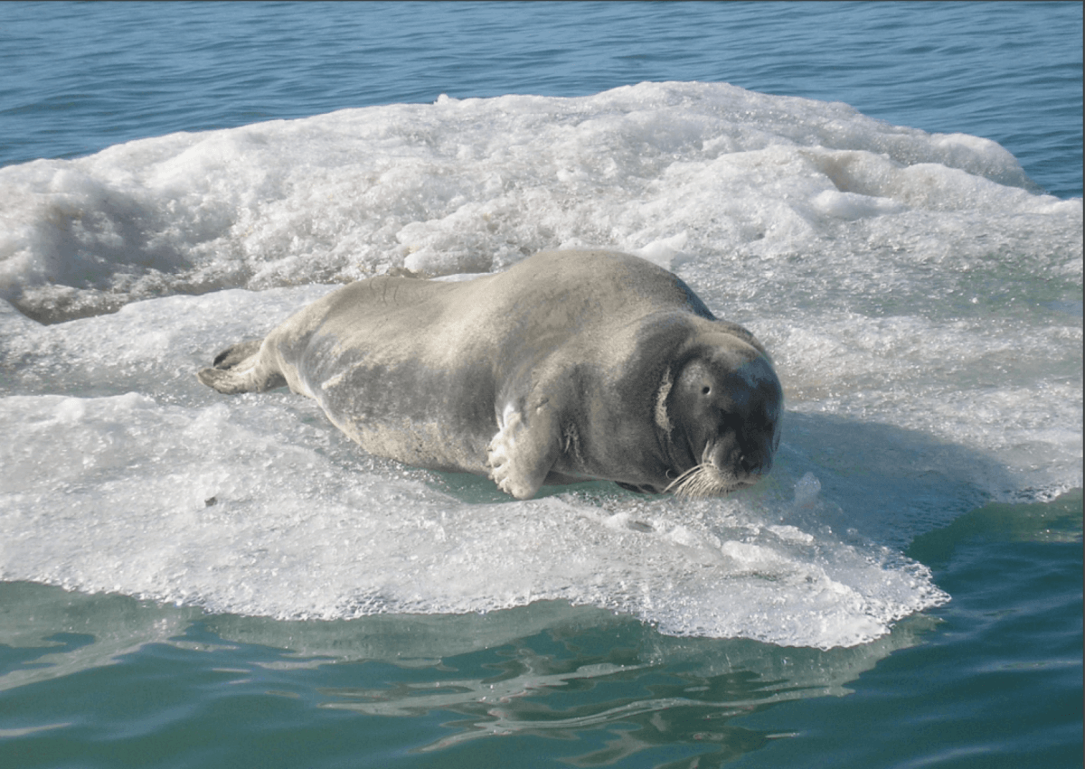 Erignathus Barbatus seal
