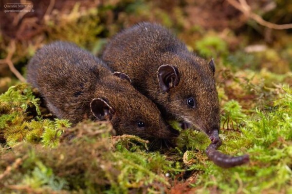 Hedgehog species Hylomys dorsalis