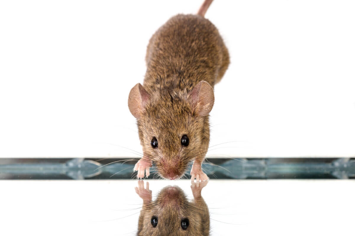 Mouse looking in mirror