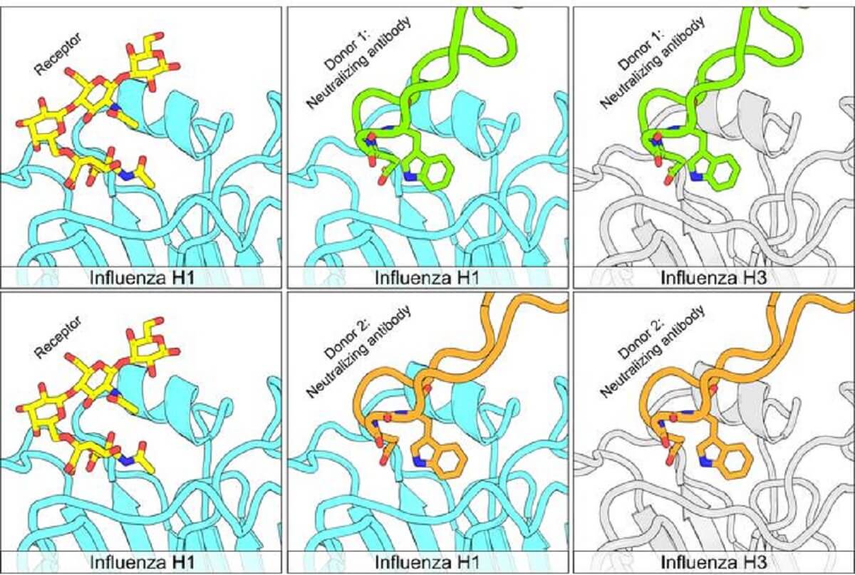 Graphic of different flu strains and antibodies. Humans mount convergent H1N1-H3N2 neutralizing antibody responses to influenza virus. Panels are derived from structures reported by Simmons et al., (PDB 7TRH, 7RRI and 3UBE by Xu et al., for the model of receptor engagement).