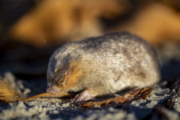 De Winton's Golden Mole expedition, June 2021