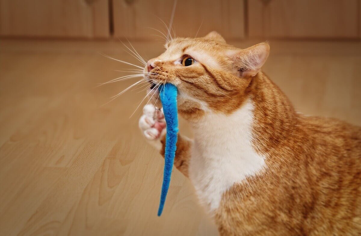cat playing with toy